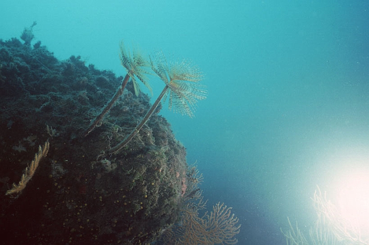 01 Sporographis spallanzani.jpg - (Isola d'Elba)